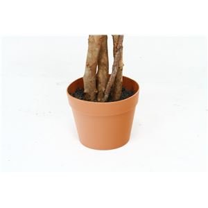 Amazon｜観葉植物/フェイクグリーン 【フィカス A】 6号鉢対応 幅60cm